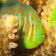Illustration for article titled The Healthiest Corals Are Also the Fattest